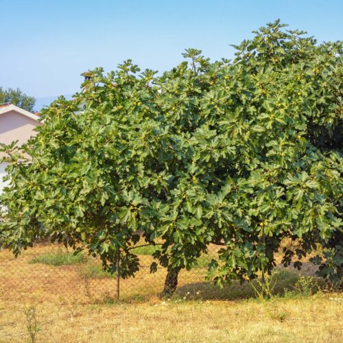 Vijgeboom Ficus carica