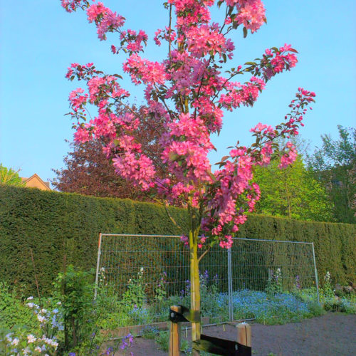 Sierappel (Malus Almey)