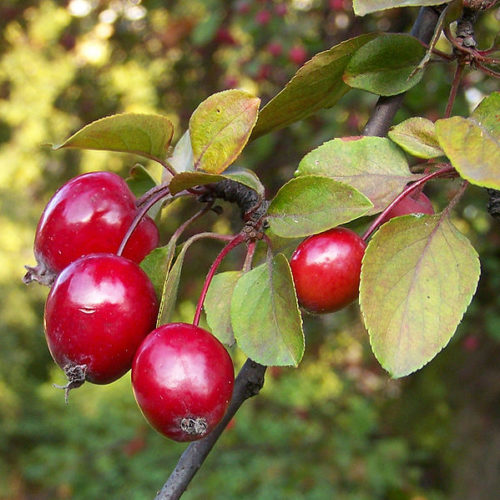 Sierappel (Malus floribunda)