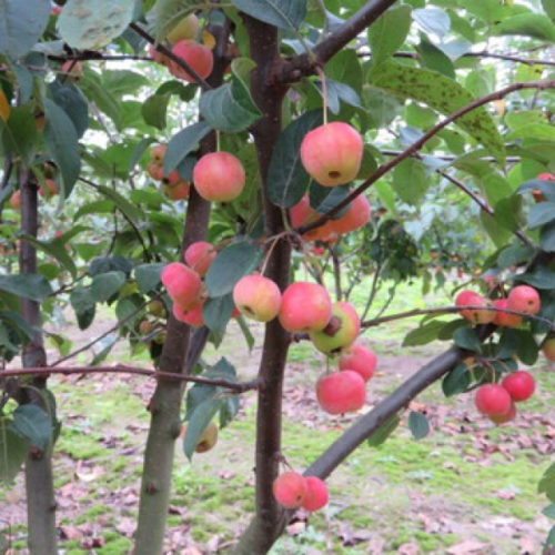 Meerstammige Sierappel (Malus Red sentinel)