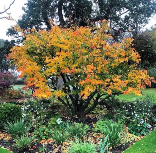 Meerstammige Perzisch IJzerhout (Parrotia persica)