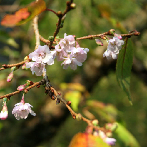 Sierkers (Prunus subhirtella Autumnalis)