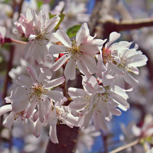 Sierkers (Prunus subhirtella Autumnalis Rosea)