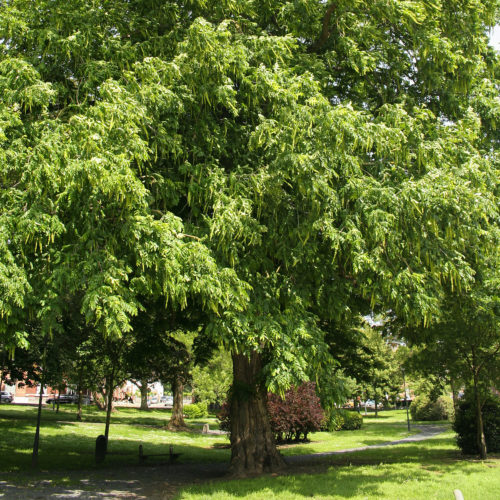 Gewone vleugelnoot (Pterocarya fraxinifolia)