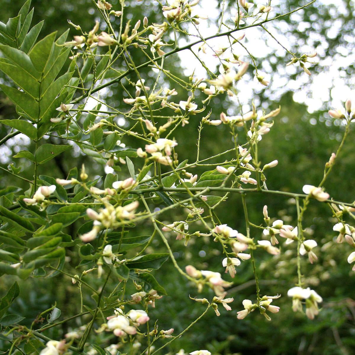 Honingboom (Sophora japonica) - Bomenwebwinkel.nl