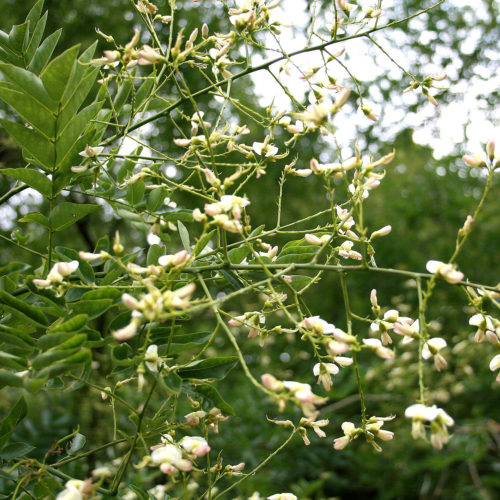 Honingboom (Sophora japonica)