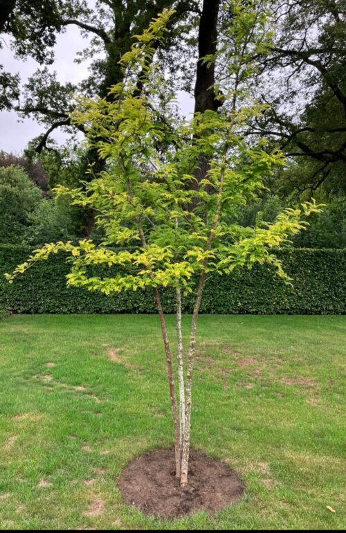 Meerstammige Valse Christusdoorn (Gleditsia triacanthos Sunburst)