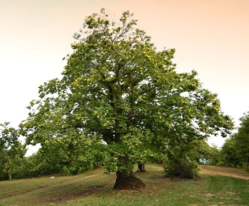 Tamme kastanje Castanea sativa