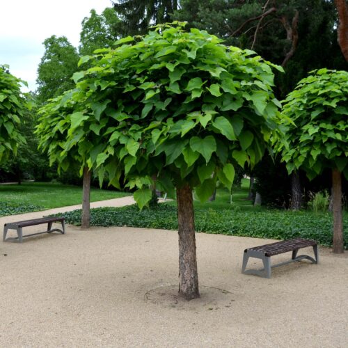 Trompetboom (Catalpa bignonioides)