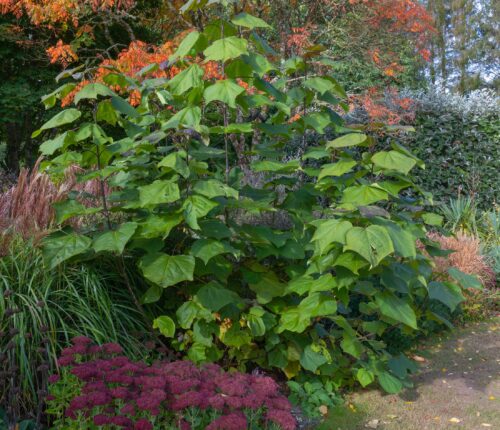 Trompetboom (Catalpa erubescens Purpurea)