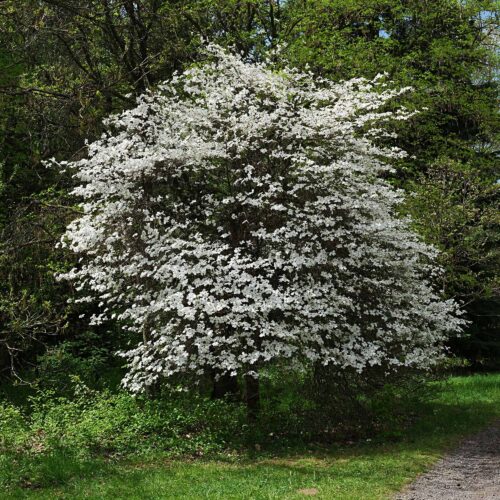 Veelbloemige Kornoelje (Cornus florida)