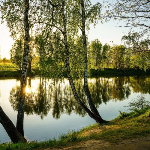 Zwarte Berk Betula Nigra