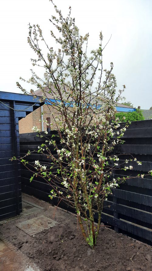 Meerstammige Sierappel (Malus Evereste)