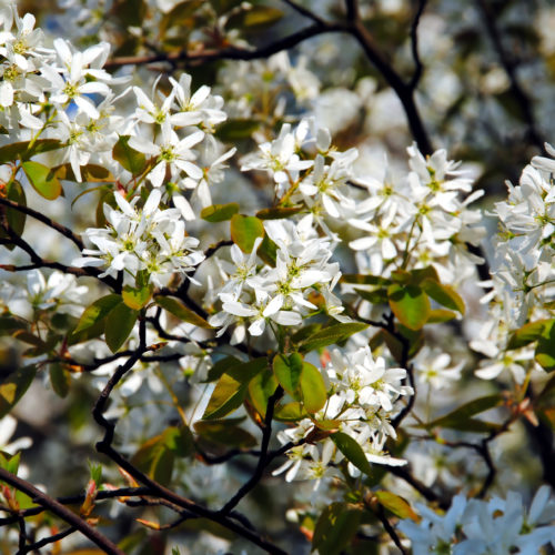 Meerstammige Krentenboom (Amelanchier lamarckii)