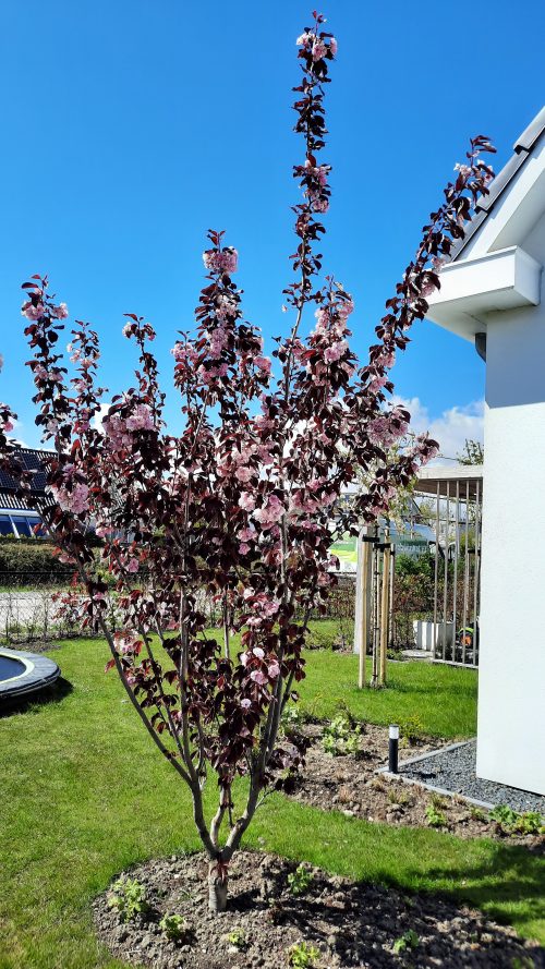 Meerstammige Kerspruim (Prunus cerasifera 'Nigra')