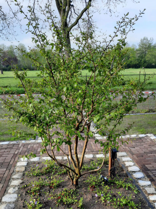 Meerstammige gele kornoelje (Cornus mas)