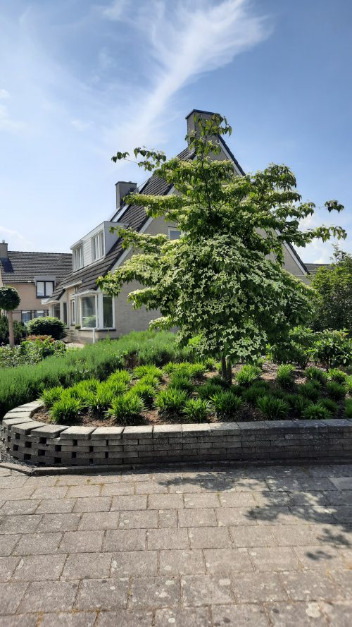 meerstammige Kornoelje (Cornus kousa 'Chinensis')