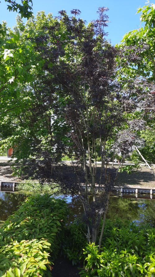 Meerstammige zwarte vlier (Sambucus nigra ‘Black Beauty’)