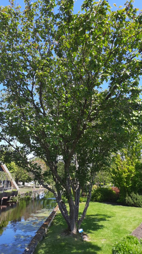 Meerstammige zoete kers (Prunus avium ’Landscape Bloom’)