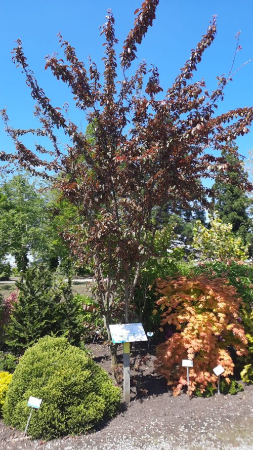 Meerstammige sierkers (Prunus trailblazer)