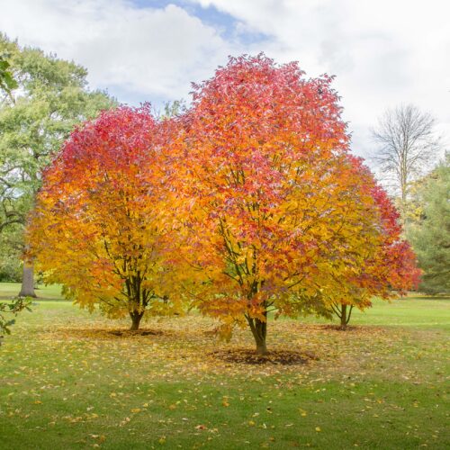 Amerikaanse es boom Fraxinus americana