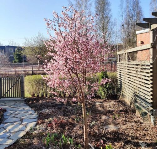 Meerstammige sierkers (Prunus nipponica ‘Ruby’)