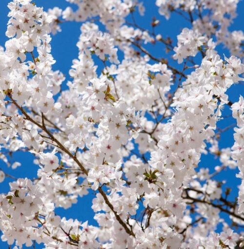 Meerstammige sierkers (Prunus incisa ‘The Bride’)