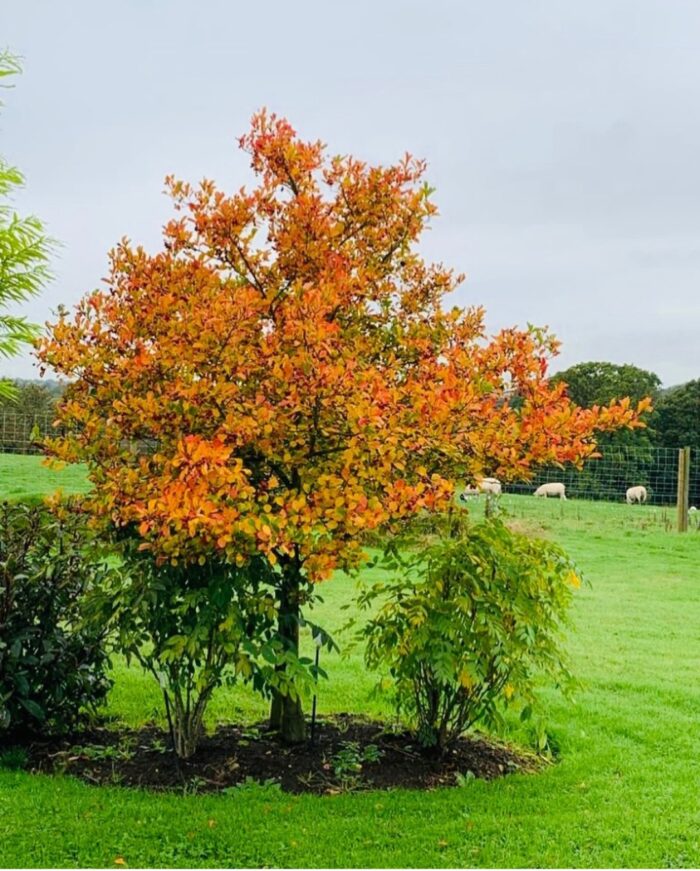 Pruimbladige meidoorn (Crataegus persimilis 'Prunifolia')