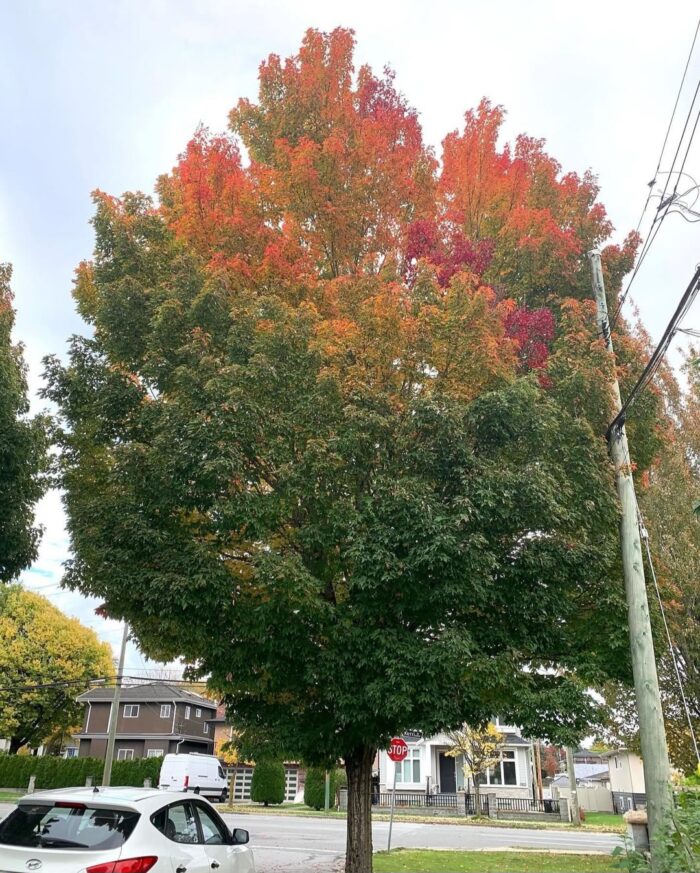 Zuilvormige rode esdoorn (Acer rubrum 'Karpick')