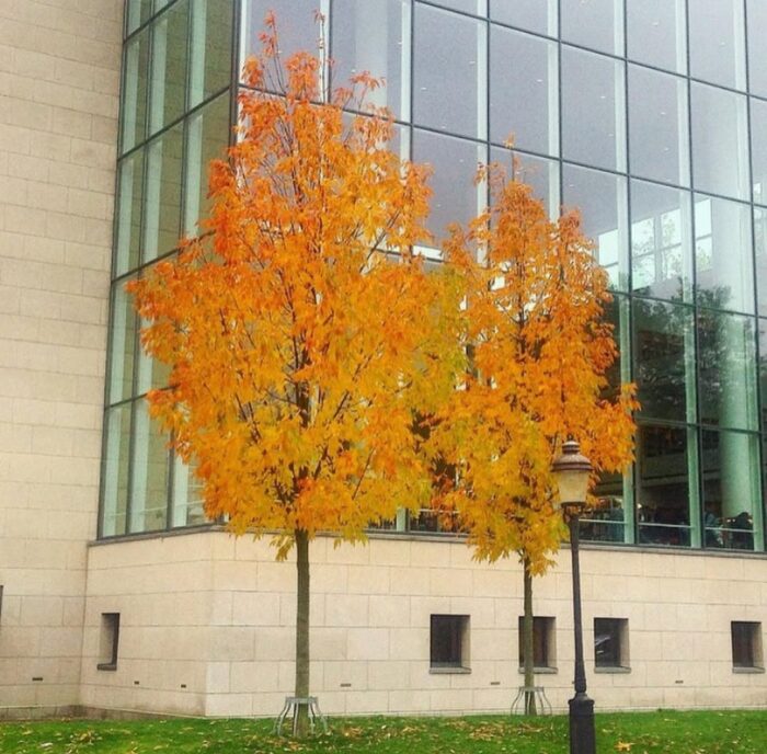 Amerikaanse es (Fraxinus americana 'Skyline')