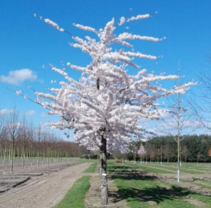 Sierkers (Prunus x yedoensis)