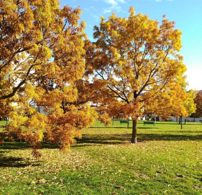 Kastanjebladige eik (Quercus castaneifolia)