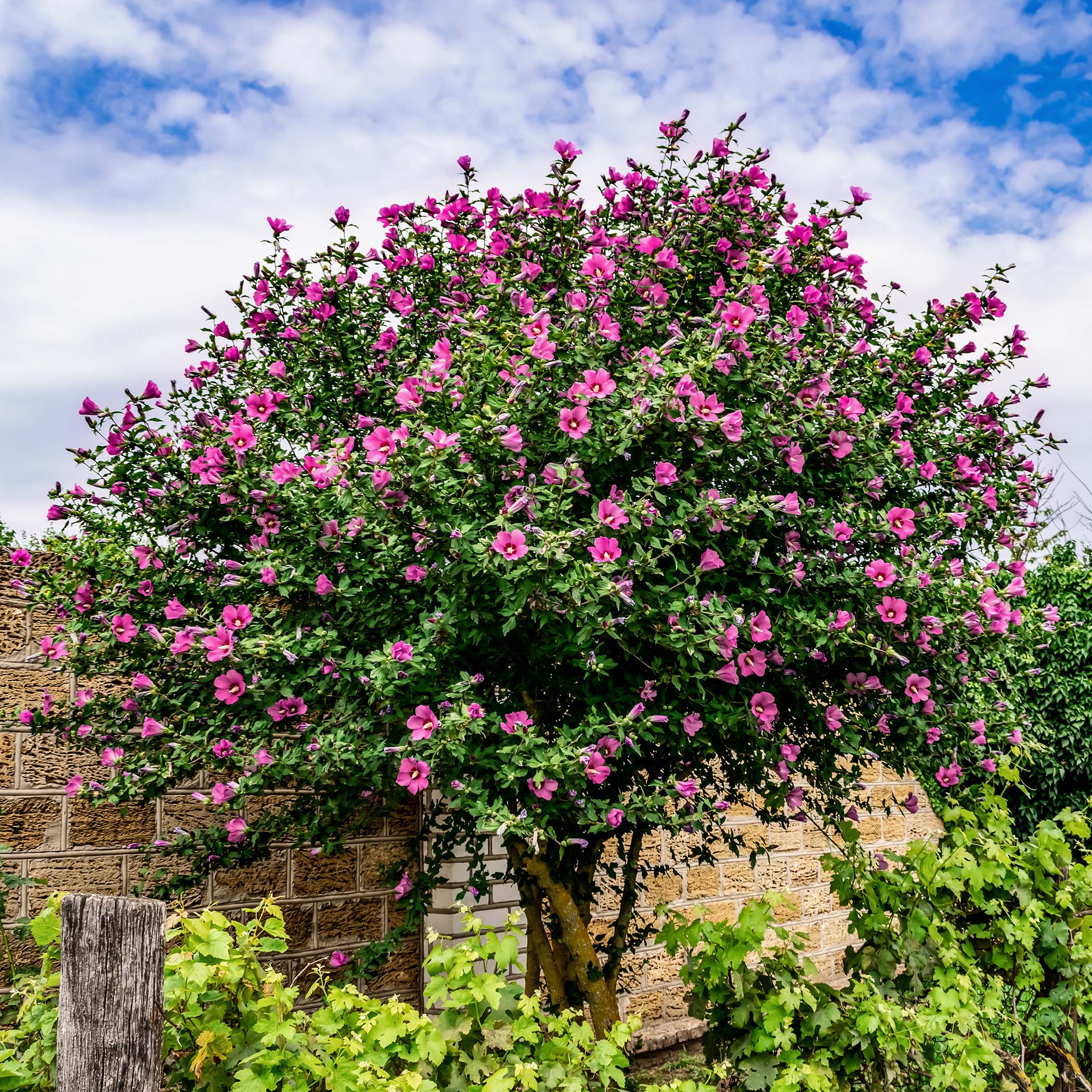 Altheastruik (Hibiscus syriacus)