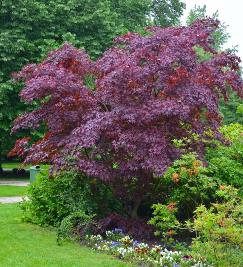 Meerstammige Amerikaanse Judasboom Cercis canadensis Forest Pansy