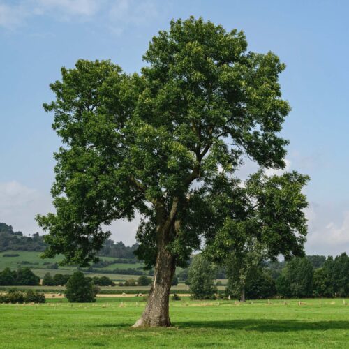 Es (Fraxinus excelsior Westhof's Glorie)