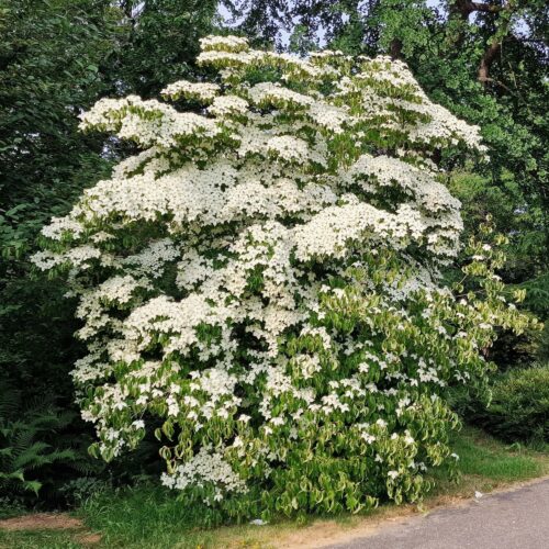 Japanse grootbloemige Kornoelje (Cornus Kousa)