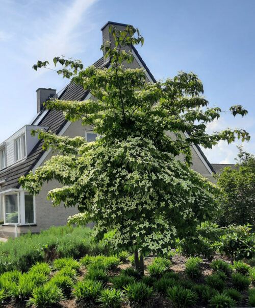 Meerstammige Kornoelje Cornus kousa Chinensis