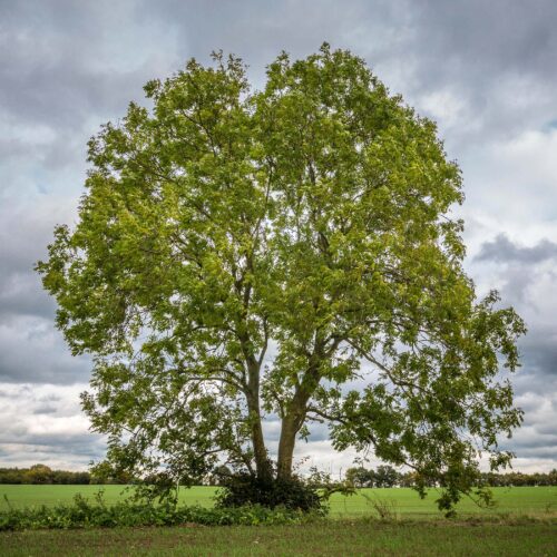 Meerstammige Es boom (Fraxinus excelsior Westhof's Glorie)