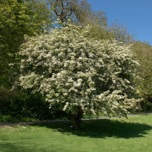 Meidoorn Crataegus monogyna compacta