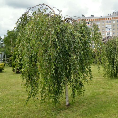 Ruwe berk Betula pendula