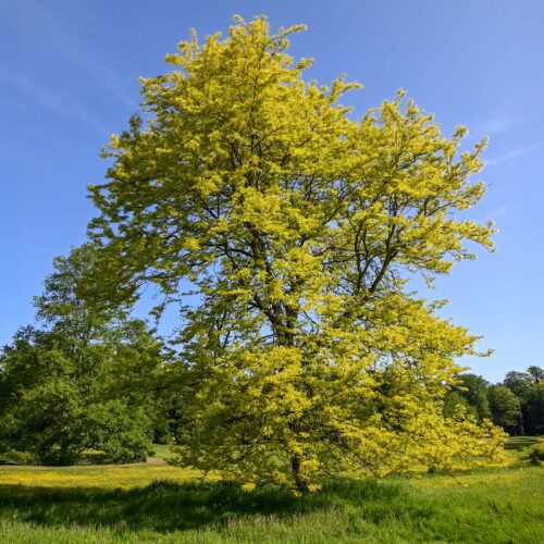 Valse christusdoorn Gleditsia triacanthos