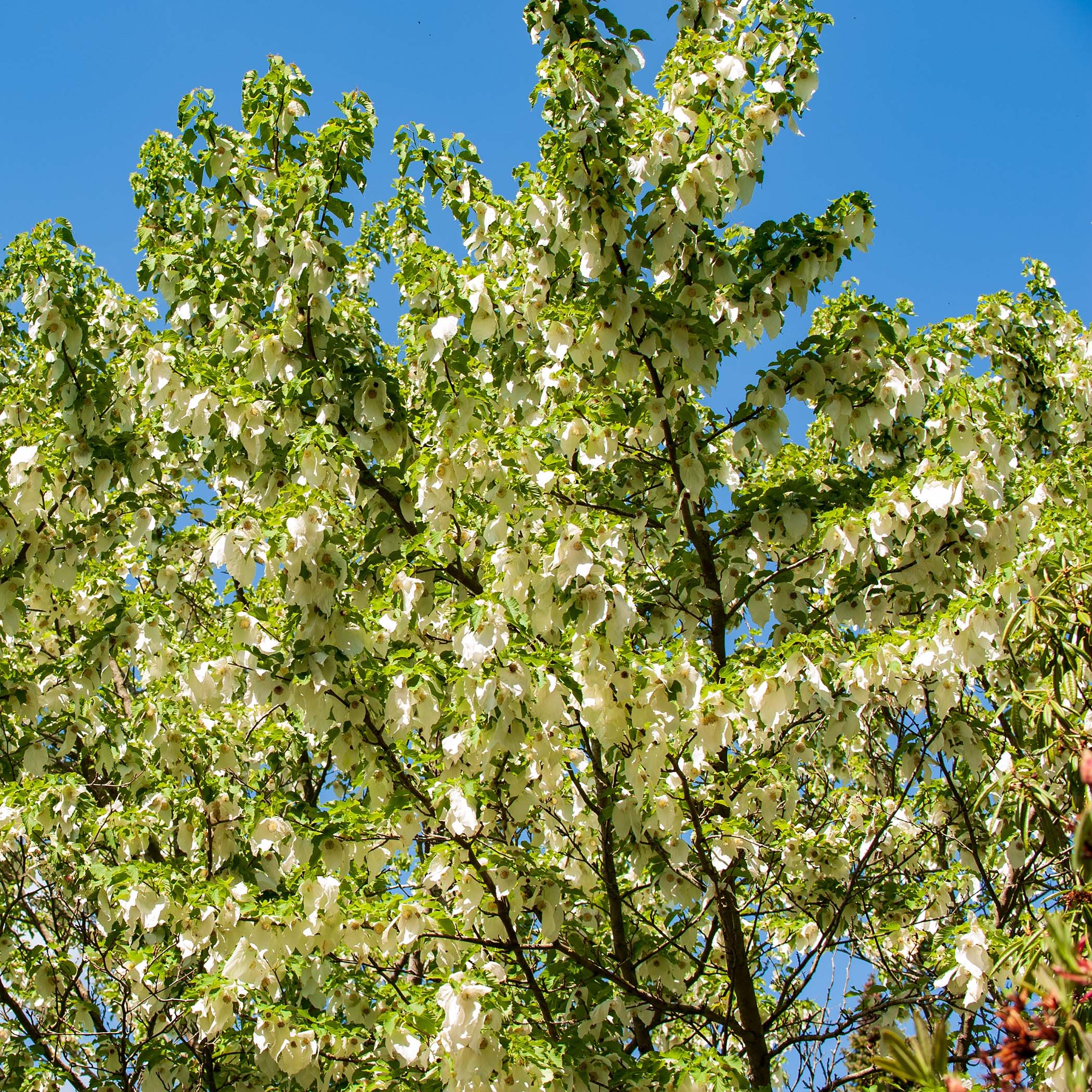 Zakdoekenboom (Davidia involucrata)